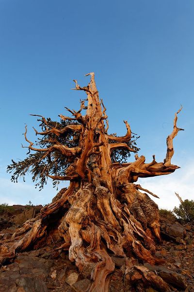 Jones, Adam 아티스트의 Bristlecone pine at sunset-White Mountains-Inyo National Forest-California작품입니다.